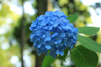 Close-up of blue hydrangea blooming outdoors