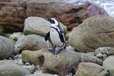 High angle view of penguin perching on rock