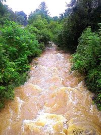 Scenic view of river amidst trees in forest