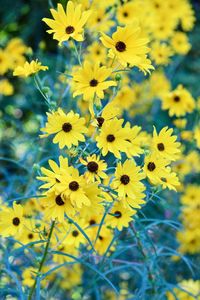 Close-up of yellow flowering plant on field