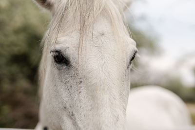 Close-up of a horse