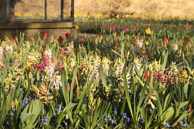 Close-up of flowering plants on field