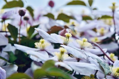Close-up of white flowering plant