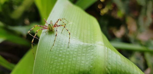 Close-up of ant on leaf