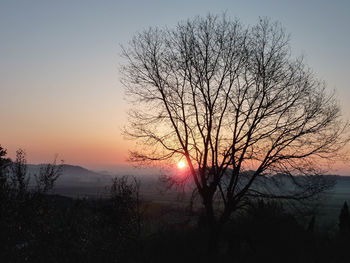 Close-up of silhouette tree against sky during sunset