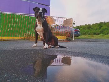 Portrait of a dog on road