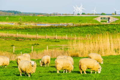 Sheep grazing in a field