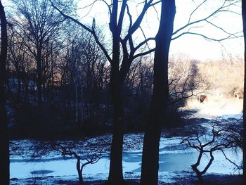 Bare trees by lake