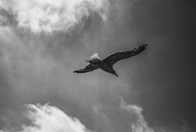 Low angle view of seagull flying against sky