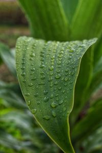 Close-up of wet leaf