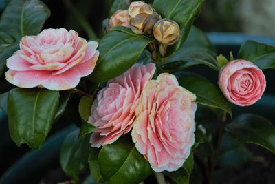 Close-up of rose bouquet