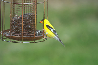 Close-up of bird perching on feeder