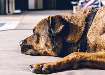 Close-up of a dog sleeping at home