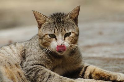 Close-up portrait of a cat