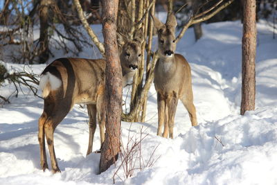 Deer standing on snow field against sky