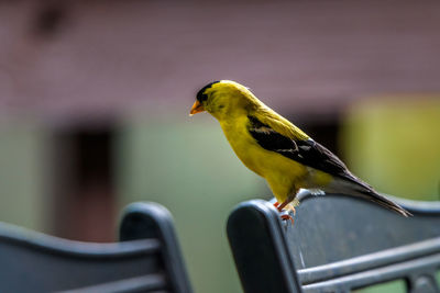 Close-up of bird perching on metal railing