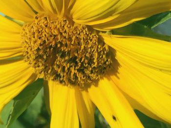 Close-up of sunflower blooming outdoors