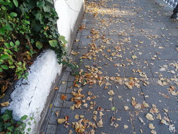 High angle view of leaves on footpath in city