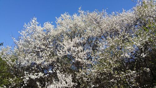 Low angle view of cherry blossom against clear blue sky