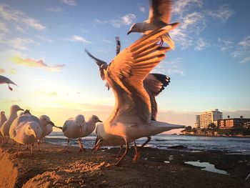 Seagulls on beach against sky during sunset