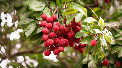 fruit