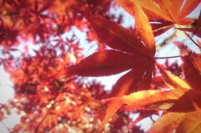 Close-up of maple leaves on tree