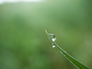 Close-up of water drops on plant