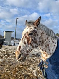 View of a horse on land