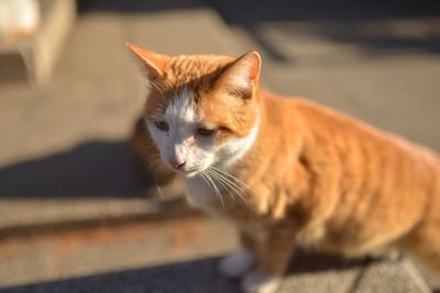 Close-up of cat on footpath during sunny day