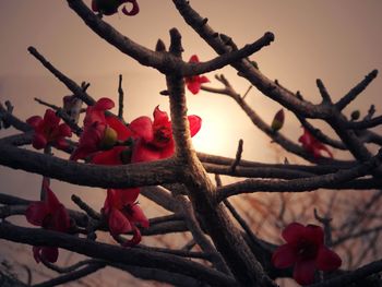 Close-up of red berries on branch against sky