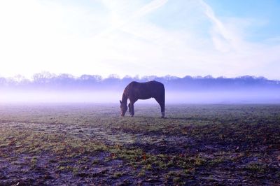 Horses grazing on grassy field