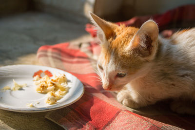 Close-up of cat at home