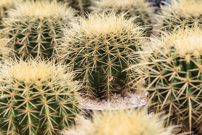 High angle view of succulent plant on field