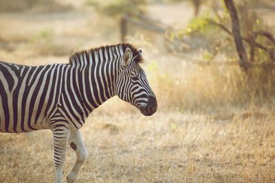 Side view of a zebra