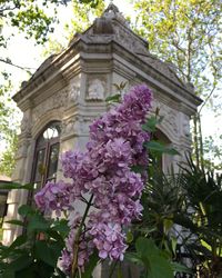 Low angle view of pink flowering plant against building