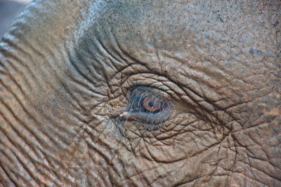 Close-up of elephant