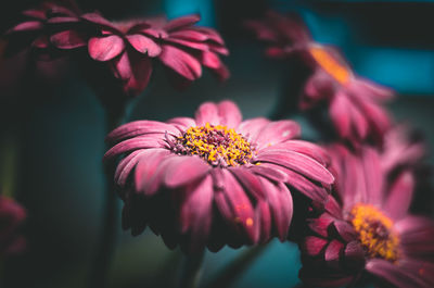 Close-up of pink flower