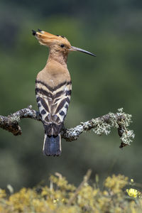 Close-up of hoopoe perching on branch