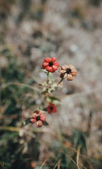 Close-up of red flowering plant on field