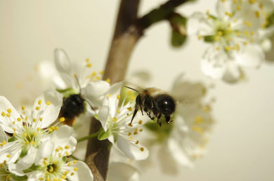 Close-up of bee pollinating on mirabelle blossom