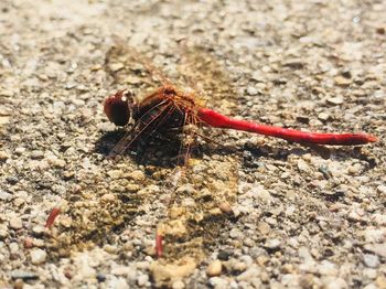 Close-up of insect on rock