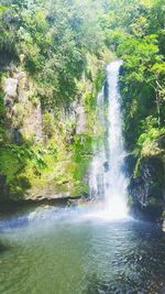 Scenic view of waterfall in forest