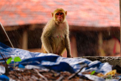 Portrait of monkey sitting