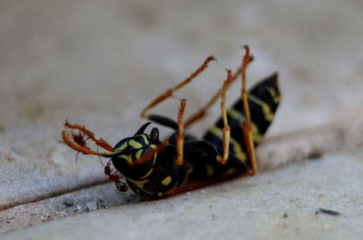 Close-up of insect on wall