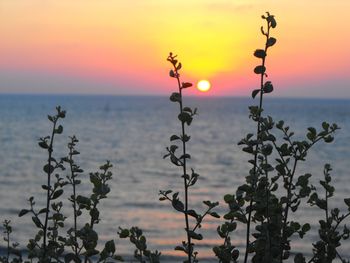Plants against sea during sunset