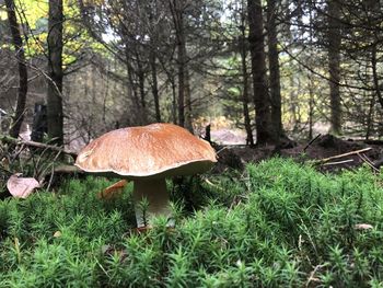 Mushroom growing on field