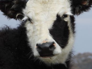 Close-up portrait of a cow