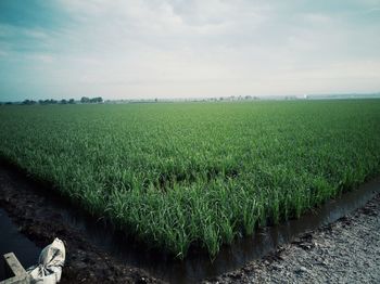 Scenic view of agricultural field against sky