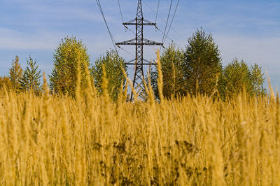 Plants growing on field against sky