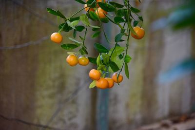 Low angle view of fruits on tree